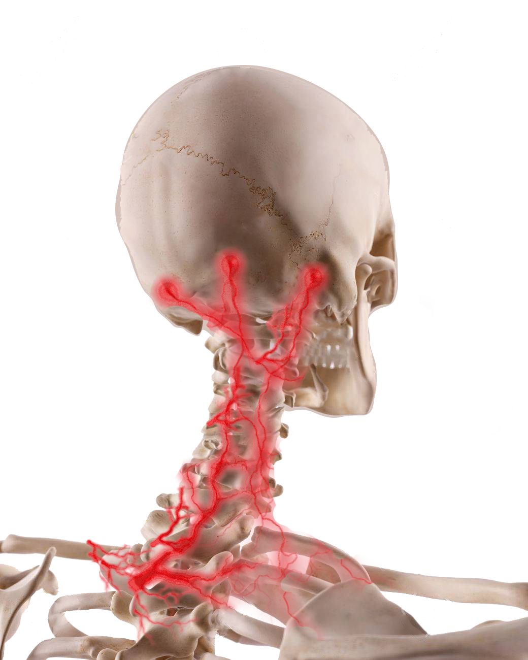 Cervicogenic hotsell headache pillow